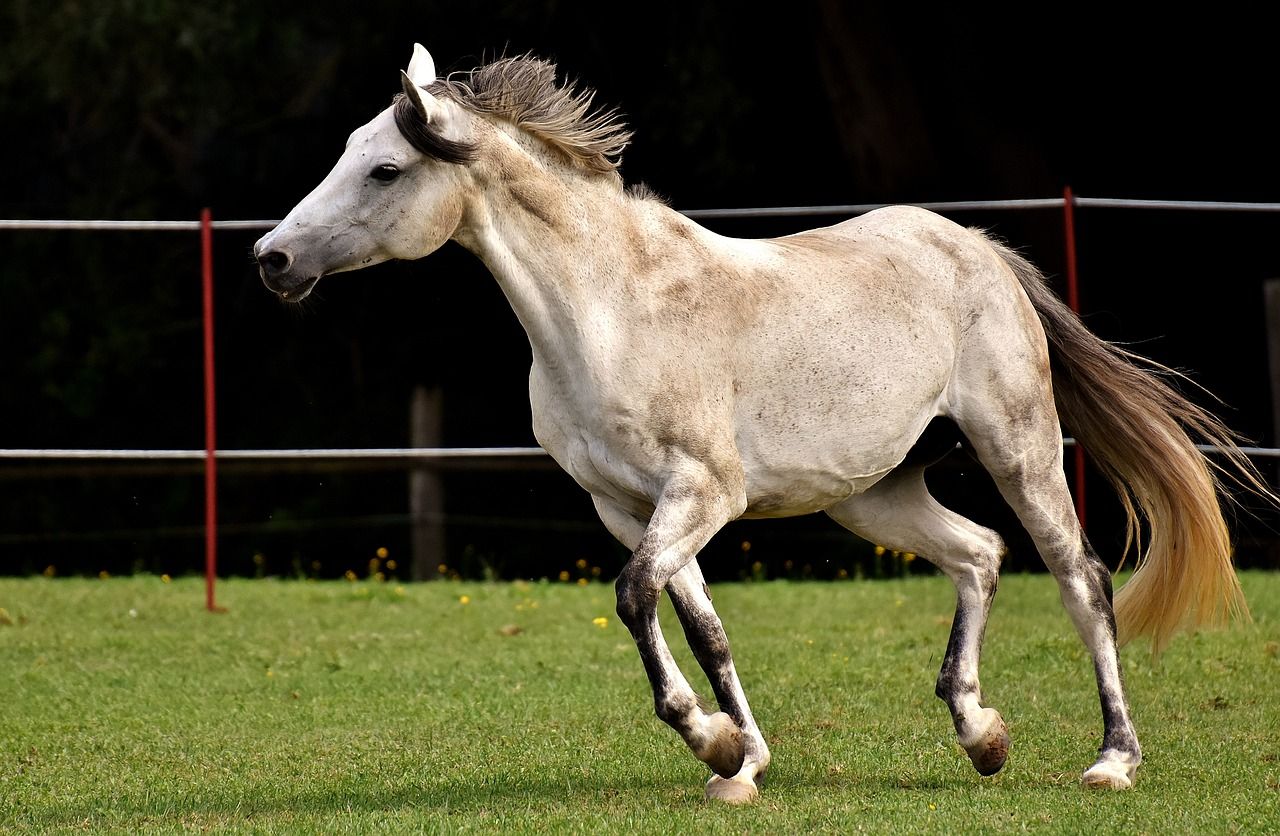 Jak dbać o komfort i zdrowie koni?