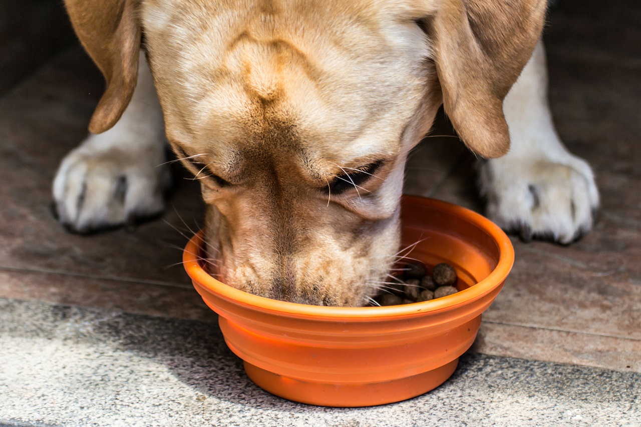 Jak należy dbać o psa z chorym przewodem pokarmowym?